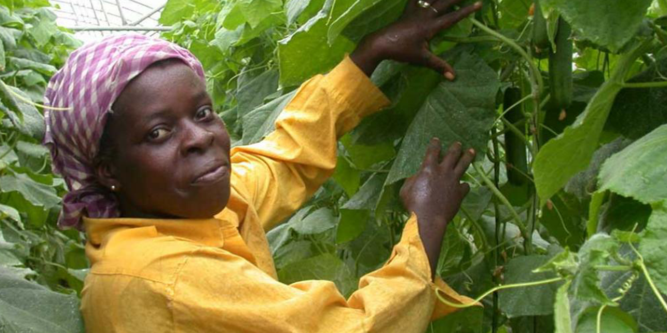Mujer trabajando en el campo, Cuba. Mujer trabajando en el campo, Cuba.